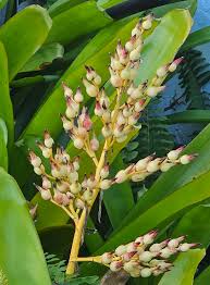 Green Bromeliad Flower Seeds – Hardy Variety Heirloom & NonGMO Seeds for Home Garden
 
 Sale