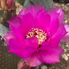 Pink Opuntia Flower seeds for Planting - Colorful Display, Heirloom & GMO Free Seeds for Home Garden