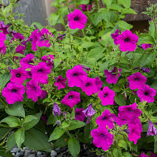 Heirloom Pink  Surfinia Flower seeds for Planting Sun Loving Heirloom & GMO Free Seeds for Home Garden