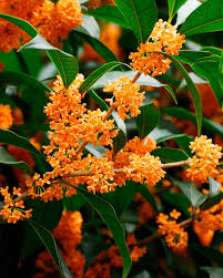Osmanthus Mix Flower Planting Seeds - Premium Quality for Vibrant Gardens