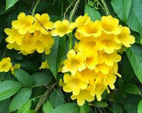 Yellow Ambizu Flower seeds for Planting - Colorful Display, Heirloom & GMO Free Seeds for Home Garden
 
 Sale