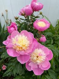 Pink Yellow Walter Mains Flower Seeds for Planting Long Bloom Season Heirloom & GMO Free Seeds for Home Garden  Sale