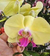 Yellow Phalaenopsis Orchid Plant Seeds for Planting