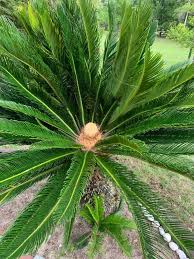 Green Cycads Flower seeds for Planting - Colorful Display, Heirloom & GMO Free Seeds for Home Garden