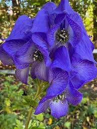 Wolfsbane Flower seeds for Planting - Colorful Display, Heirloom & GMO Free Seeds for Home Garden