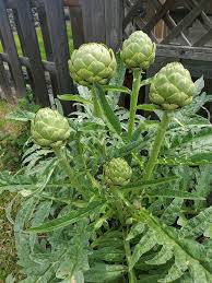 Puntarelle Flower seeds for Planting Vibrant Colors Heirloom & GMO Free Seeds for Home Garden