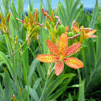Red Leopard Flower Seeds for Planting - Brighten Your Garden