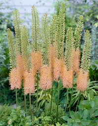 Eremurus Flower seeds for Planting - Shade Tolerant, Heirloom & GMO Free Seeds for Home Garden