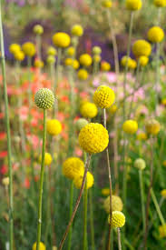 Craspedia Flower seeds for Planting Easy to Grow Heirloom & GMO Free Seeds for Home Garden