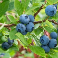 Black Myrtillus Fruit Planting Seeds Pack