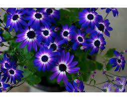 Heirloom Senetti Pericallis Flower seeds for Planting Shade Tolerant Heirloom & GMO Free Seeds for Home Garden