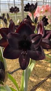 Black Amaryllis Flower seeds for Planting Wildflower Mix Heirloom & GMO Free Seeds for Home Garden 
 
 Sale