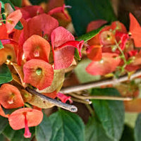 Heirloom Holmskioldia Flower seeds for Planting Cut Flower Favorite Heirloom & GMO Free Seeds for Home Garden
