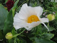 Coulteri Flower seeds for Planting - Cottage Garden Essential, Heirloom & GMO Free Seeds for Home Garden