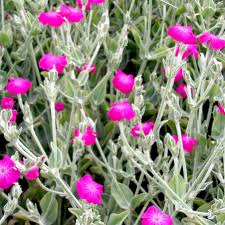 Violet Lychnis Flower Seeds - Stunning Blooms for Your Garden