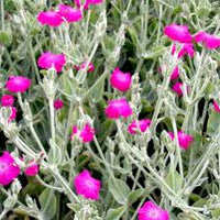 Violet Lychnis Flower Seeds - Stunning Blooms for Your Garden