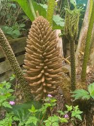 Giant Gunnera Manicata Flower seeds for Planting - Long Bloom Season, Heirloom & GMO Free Seeds for Home Garden