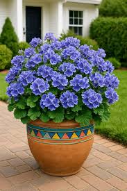 Deep Blue Geranium Flower Seeds for Planting Hardy Variety Heirloom & GMO Free Seeds for Home Garden
 
 Sale