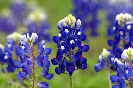 Texas Bluebonnet Flower Seeds for Planting  Vibrant Blue Blooms for Your Garden