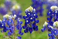 Texas Bluebonnet Flower Seeds for Planting  Vibrant Blue Blooms for Your Garden