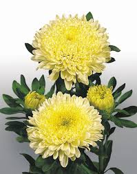 Dark Yellow China Aster Flower Seeds for Planting Premium Quality Heirloom & GMO Free Seeds for Home Garden
 
 Sale