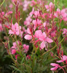 Pink Gaura Flower seeds for Planting - Cottage Garden Essential, Heirloom & GMO Free Seeds for Home Garden