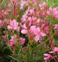 Pink Gaura Flower seeds for Planting - Cottage Garden Essential, Heirloom & GMO Free Seeds for Home Garden