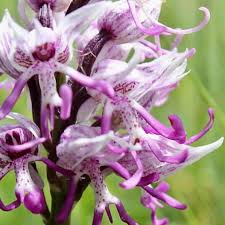 Purple Orchis Italica Seeds for Planting  Vibrant Perennial Blooms