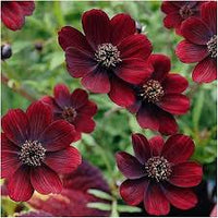 Chocolate Azalea Flower seeds for Planting Perfect for Borders Heirloom & GMO Free Seeds for Home Garden