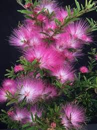 Pink Calliandra Eriophylla Flower seeds for Planting - Low Maintenance, Heirloom & GMO Free Seeds for Home Garden