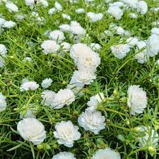 White Green Succulent Flower Seeds – Bright Blooms Heirloom & NonGMO Seeds for Home Garden
 
 Sale
