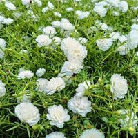 White Green Succulent Flower Seeds – Bright Blooms Heirloom & NonGMO Seeds for Home Garden
 
 Sale