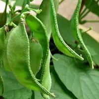 Grow Delicious Lima Beans | Easy Planting Seeds for Your Garden