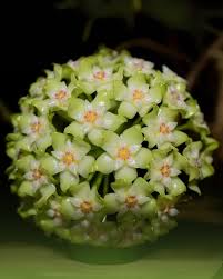 Lime Green Hoya Flower Seeds for Planting Pollinator Friendly Heirloom & GMO Free Seeds for Home Garden
 
 Sale