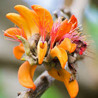 Yellow Erythrina Flower seeds for Planting - Sun Loving, Heirloom & GMO Free Seeds for Home Garden