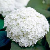White Perennial Flower Seeds for Planting – Colorful Display Heirloom & NonGMO Seeds for Home Garden
 
 Sale