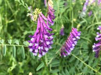 Purple Hairy Vetch Flower seeds for Planting - Garden Favorite, Heirloom & GMO Free Seeds for Home Garden
