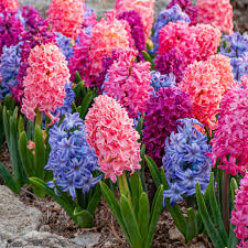 Hyacinth Flower seeds for Planting - Colorful Display, Heirloom & GMO Free Seeds for Home Garden