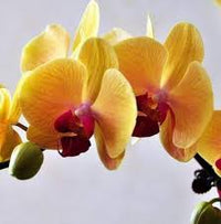 Dark Orange Phalaenopsis Orchid Seeds For Planting Flower