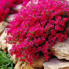 Pink Aubrieta Flower seeds for Planting - Low Maintenance, Heirloom & GMO Free Seeds for Home Garden