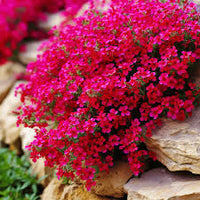 Pink Aubrieta Flower seeds for Planting - Low Maintenance, Heirloom & GMO Free Seeds for Home Garden