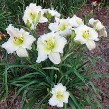 White Hemerocallis Flower Seeds for Planting Wildflower Mix Heirloom & GMO Free Seeds for Home Garden
 
 Sale