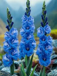 Planting Guide for Blue Gladiolus Flower Seeds