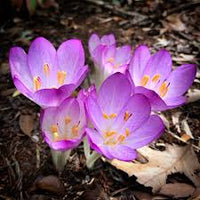Purple Colchicum Flower seeds for Planting Perfect for Borders Heirloom & GMO Free Seeds for Home Garden 
 
 Sale