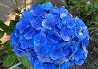 Deep Blue Hydrangea Flower seeds for Planting - Pollinator Friendly, Heirloom & GMO Free Seeds for Home Garden