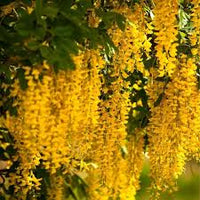 Golden Chain Flower seeds for Planting - Sun Loving, Heirloom & GMO Free Seeds for Home Garden