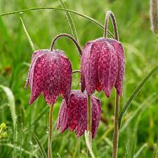 Fritillaria Flower seeds for Planting - Easy to Grow, Heirloom & GMO Free Seeds for Home Garden
