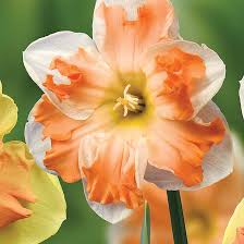 Rainbow Narcissus Flower Seeds – Shade Tolerant Heirloom NonGMO Seeds for Home Garden
 
 Sale