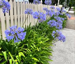 Agapanthus Planting Seeds for Large Blooms