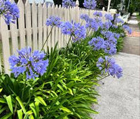 Agapanthus Planting Seeds for Large Blooms
